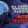 На сколько процентов работает человеческий мозг