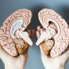 Как развить правое полушарие мозга: 10 упражнений