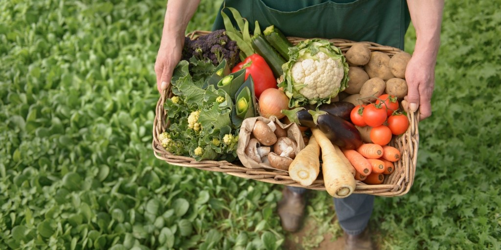 бизнес на выращивании экологически чистой продукции